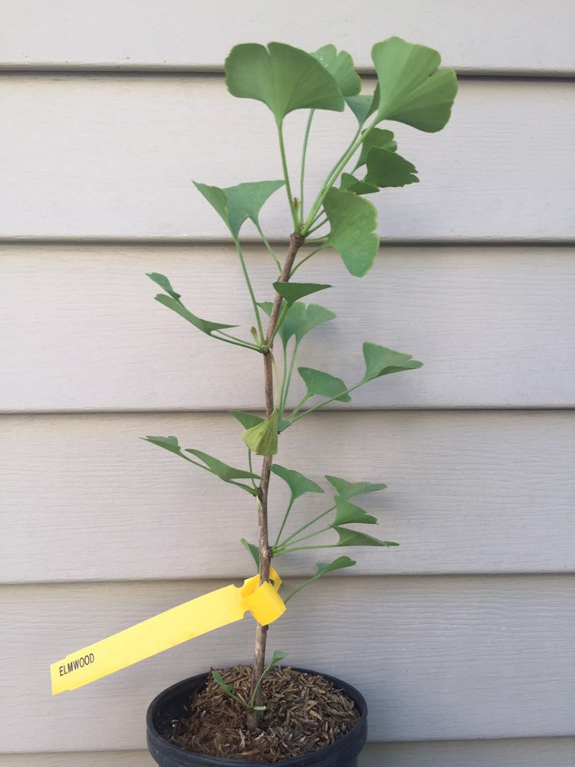 Ginkgo Biloba 'elmwood' Columnar Male Ginkgo Tree Etsy