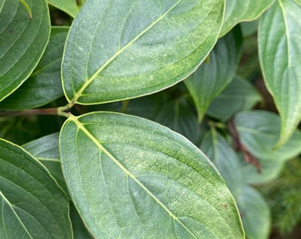 Cornus kousa 'Aiden's Mint Frost' - Chinese Dogwood - 18” Tall - Ships Bare Root