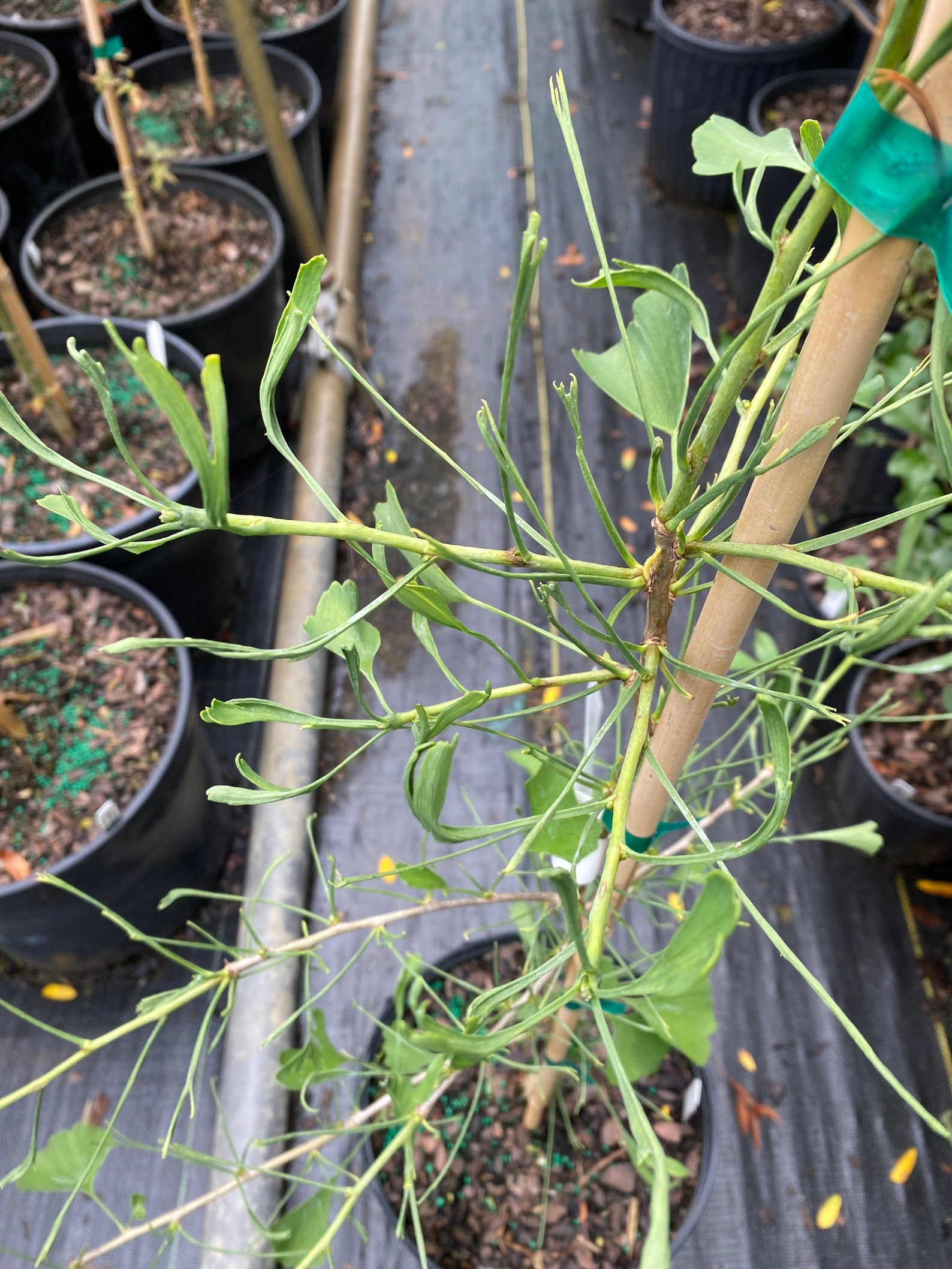 Ginkgo Biloba 'weeping Wonder' Weeping Ginkgo Tree Etsy