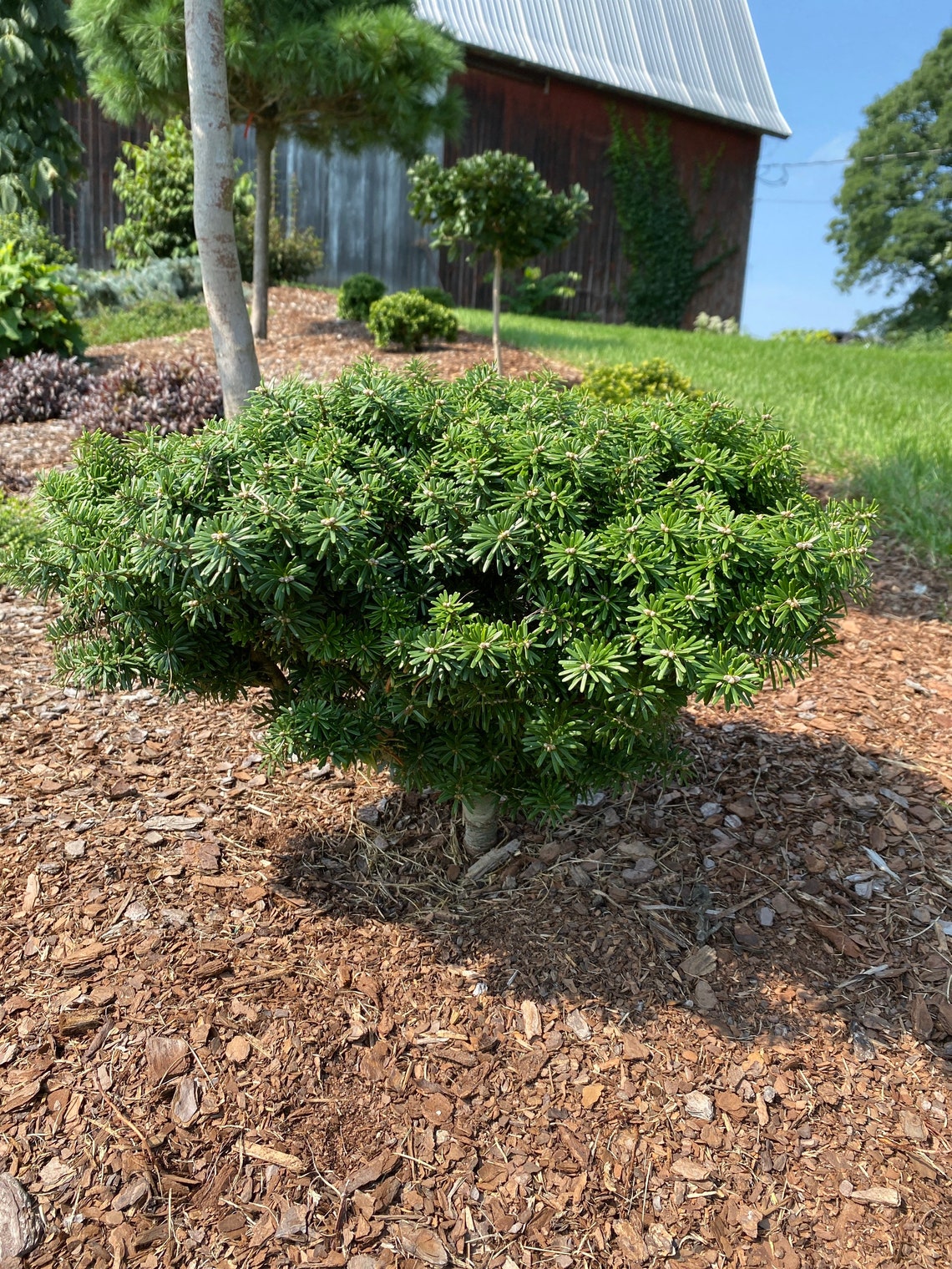 Abies Koreana 'cis' Korean Fir Live Plant 6 Etsy
