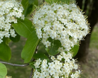 Viburnum prunifolium - Blackhaw Viburnum - Native Plant - 1 Gallon Pot