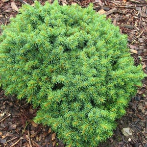 Picea abies &#39;Kellerman&#39;s Blue Cameo&#39; - Dwarf Norway Spruce - 4&quot; Tall - 1 Gallon Pot