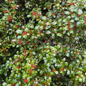 Ilex opaca &#39;Farage&#39; - American Holly - Live Plant - Quart Pot