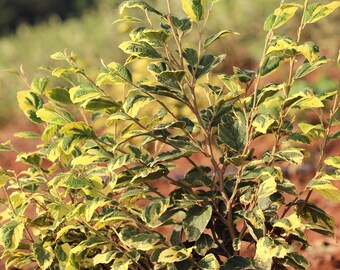 Hamamelis virginiana 'Little Prospect' - Variegated Witch Hazel - Live Plant - 12” Tall - Ships Bare Root