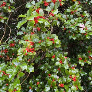 Ilex opaca Old Heavy Berry Female American Holly Live Plant 12 Tall 1 gallon pot image 3