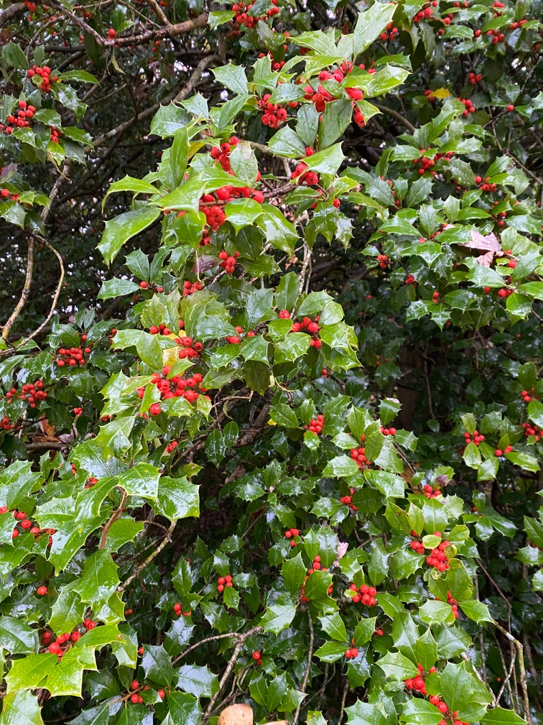 Ilex opaca Old Heavy Berry Female American Holly Live Plant 12 Tall 1 gallon pot image 3