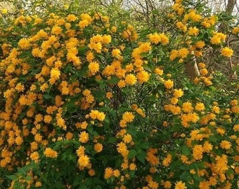 Kerria japonica 'Pleniflora' - Kerria japonesa de doble floración - Maceta de 1 galón