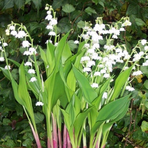 Convallaria majalis 'Bordeaux' - Giant Lily of the Valley - 20 Bare Root Plants - Ship Spring 2024