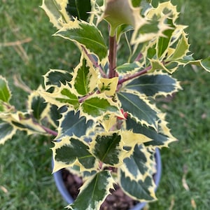 Ilex aquifolium 'Argentea Marginata' Variegated English Holly Live Plant 10 Tall 1 gallon pot image 2