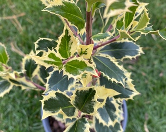 Ilex aquifolium 'Argentea Marginata' - Variegated English Holly - Live Plant - 4” Pot