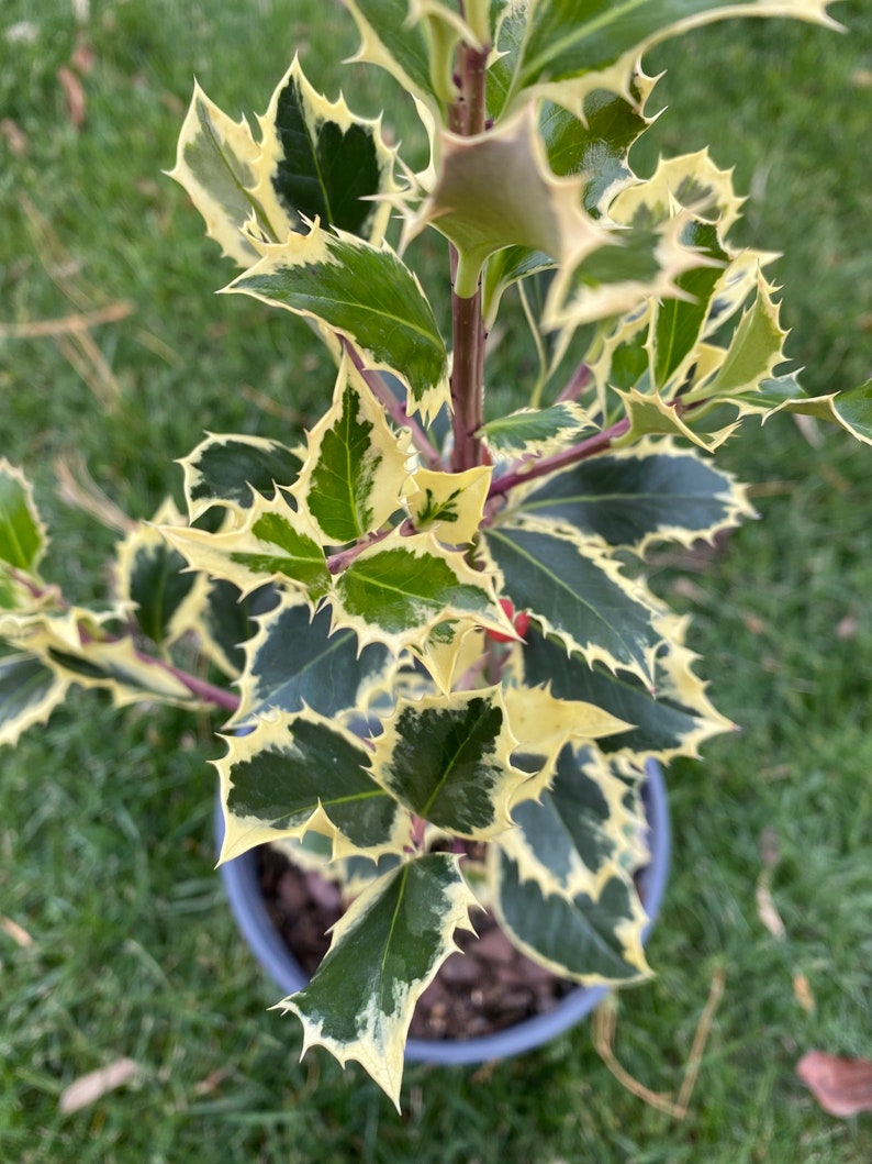 Ilex aquifolium 'Argentea Marginata' Variegated English Holly Live Plant 10 Tall 1 gallon pot image 2