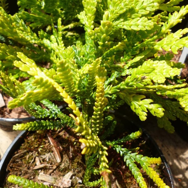 Thujopsis dolobrata 'Aurea' - Live Plant - 8” Tall - 4” Pot
