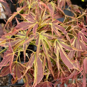 May include: A Japanese maple plant featuring deeply lobed, palmate leaves with a variegated pattern of deep burgundy and lime green. The foliage is delicate and pointed, with small water droplets visible on the surface of several leaves.
