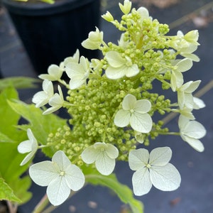 May include: A cluster of pale, creamy-white hydrangea flowers featuring a mix of small, tightly packed buds and larger, four-petaled blossoms. The inflorescence is conical in shape, with delicate, thin petals displaying visible veins.