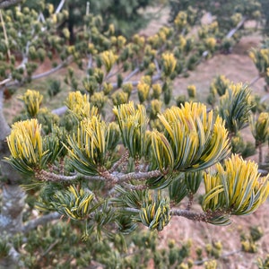 Pinus parviflora 'Fukai' Live Plant 18 Tall 1 Gallon Pot image 3