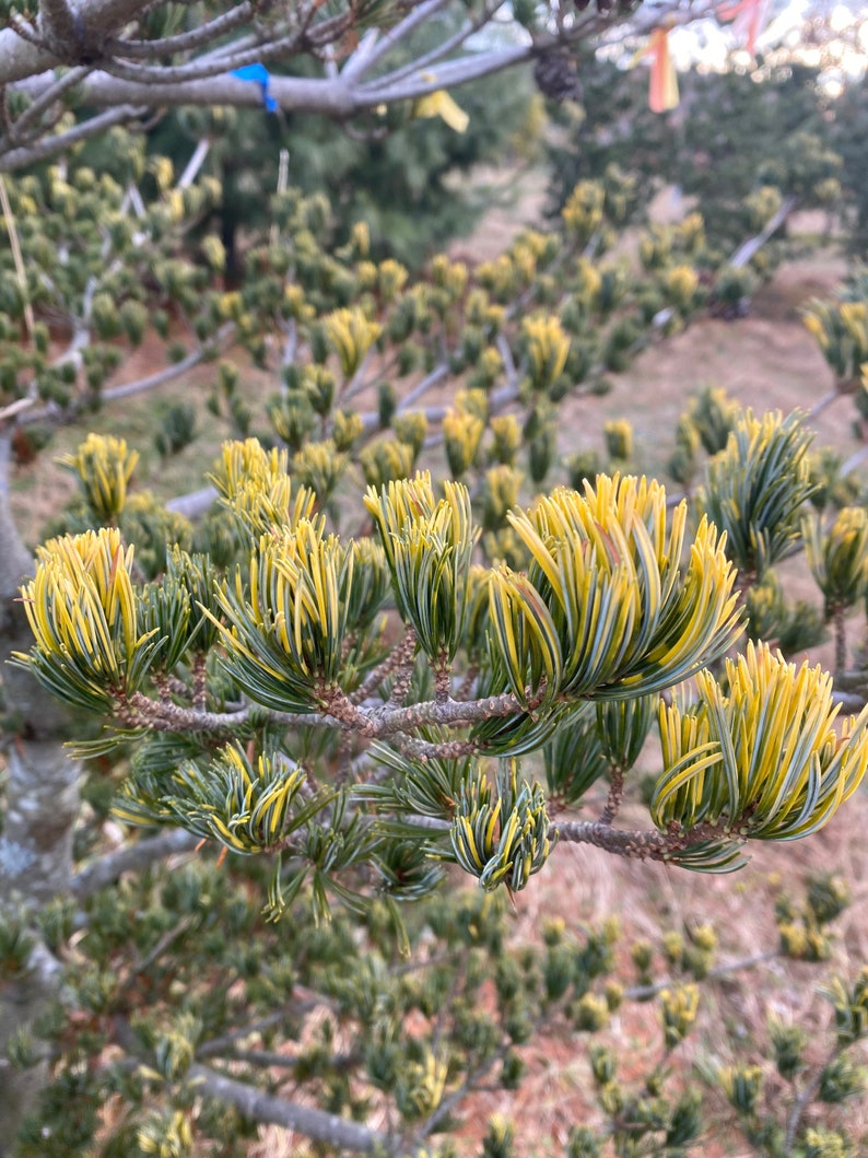 Pinus parviflora 'Fukai' Live Plant 18 Tall 1 Gallon Pot image 3