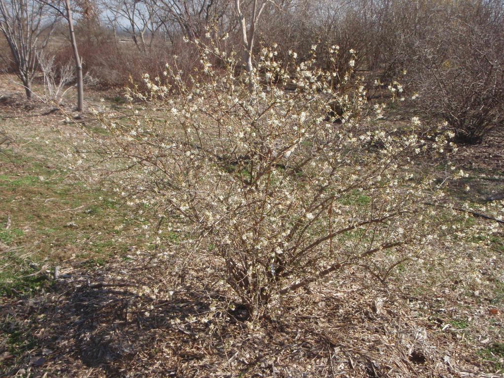 Lonicera Fragrantissima - Winter Honeysuckle - 3 Gallon Pot - Etsy