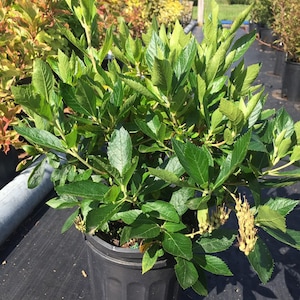 May include: A green leafy plant with small white flowers in a black plastic pot. The plant is sitting on a black landscape fabric.