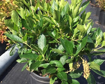 Clethra alnifolia 'Ann's Bouquet' - Summersweet - 2 Gallon Pot