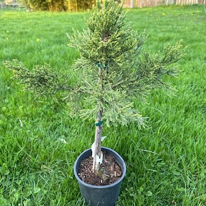 Giant Sequoia Bonsai - Etsy