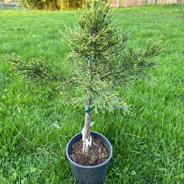 Sequoiadendron giganteum 'Compacta'- Giant Sequoia - 12" Tall - 1 Gallon Pot