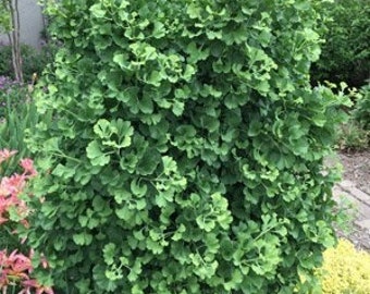 Ginkgo biloba 'Gnome' - Dwarf Ginkgo Tree - Live Plant - 8" Tall - 1 Year Graft