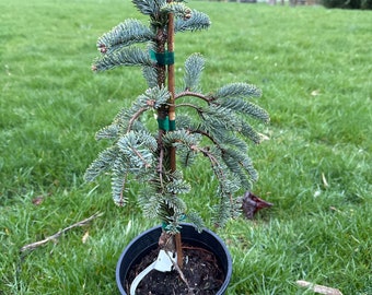 Abies procera 'Hupp's Christmas Tree' - 10" Tall - 1 Gallon Pot