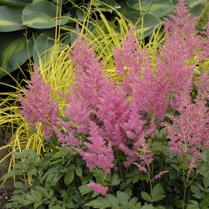 Astilbe &#39;Rheinland&#39; - 3 Bare Root Plants