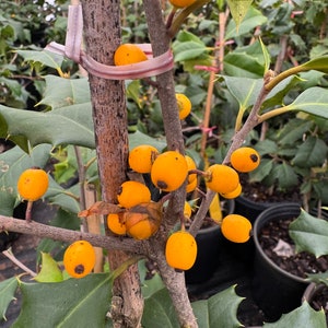 Ilex opaca &#39;Canary&#39; - American Holly - Live Plant - Quart Pot