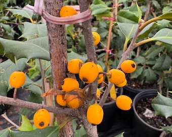 Ilex opaca 'Canary' - American Holly - Live Plant - Quart Pot