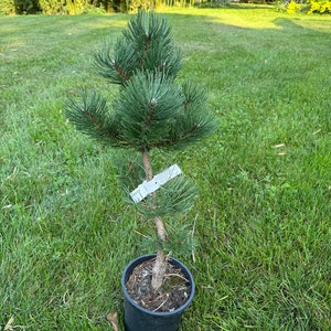 May include: A small pine tree with blue-green needles is potted in a black plastic pot. The tree is about 1 foot tall and is sitting on a green lawn.