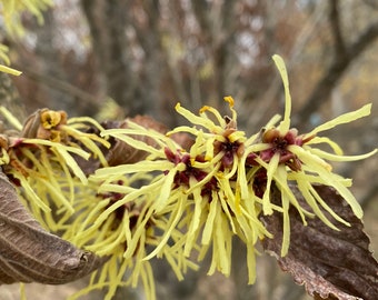 Hamamelis x Intermedia 'Sunburst' Witch Hazel - Live Plant - 18” Tall - Ships Bare Root - Ships Spring 2024