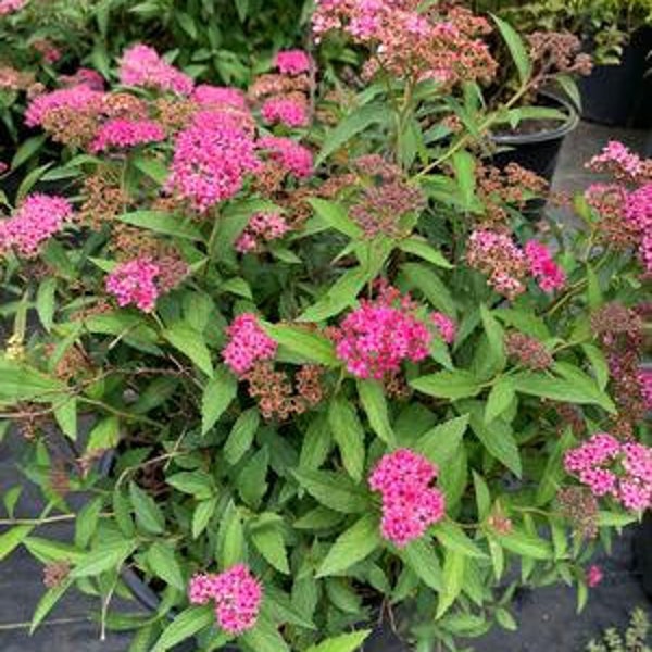 Spiraea japonica 'Neon Flash' - Live Plant - 4" Pot Size Plant