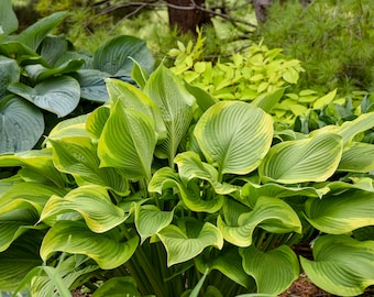 Hosta 'Lone Star' 3" Pot Size Starter Plant