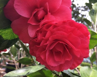 RETAIL - Camellia japonica 'Diakagura' – Nursery RETAIL - Camellia japonica 'Diakagura' – Nursery