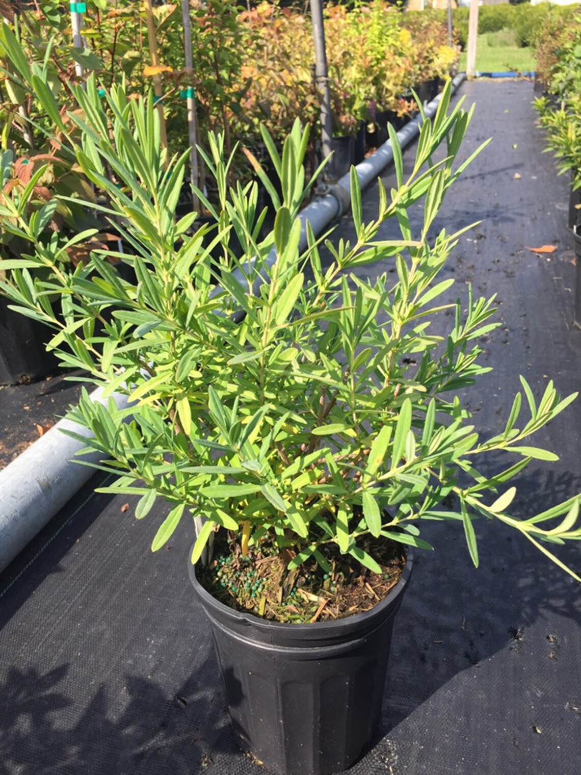 Hypericum kalmianum Kalm's St. John's Wort Live Etsy