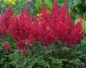 Astilbe 'Red Sentinel' - 3 Bare Root Plants