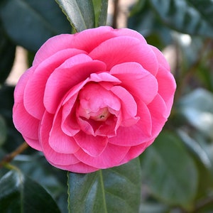 May include: A vibrant pink camellia flower in full bloom, showcasing layers of delicate petals. The flower is the focal point, set against a backdrop of green leaves, creating a natural and appealing composition.