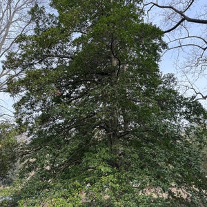 May include: A large, mature tree with dense, green foliage dominates the frame. The tree's branches spread wide, with a mix of light and dark green leaves. The sky is visible through the branches, and other trees are in the background.
