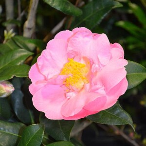 May include: A close-up of a pink camellia flower with a bright yellow center. The flower is surrounded by dark green leaves and stems. The petals are a soft pink color.