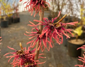 Hamamelis x intermedia 'Tosca' Witch Hazel - Live Plant - 24” Tall - Ships Bare Root