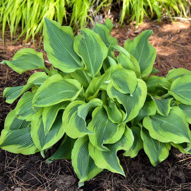 Hosta 'atlantis' 3 Pot Size Starter Plant - Etsy