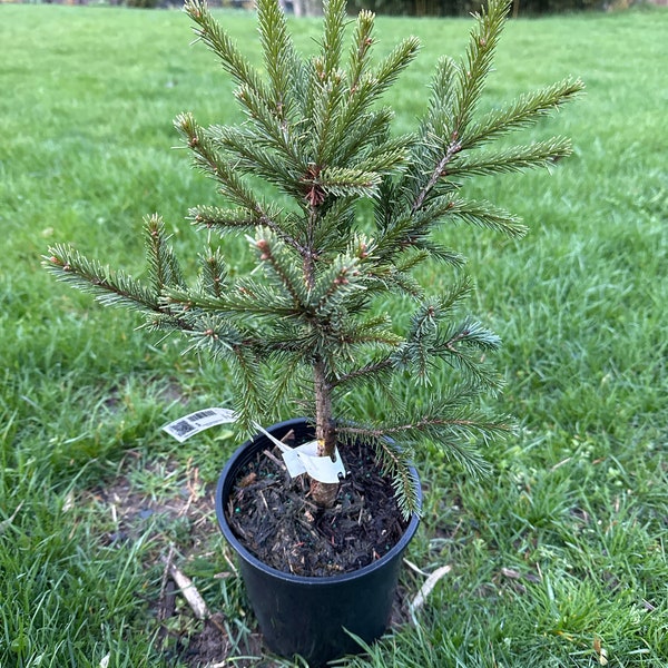 Picea breweriana 'Emerald Midget' - Brewer Weeping Spruce - 10" Tall - 1 Gallon Pot