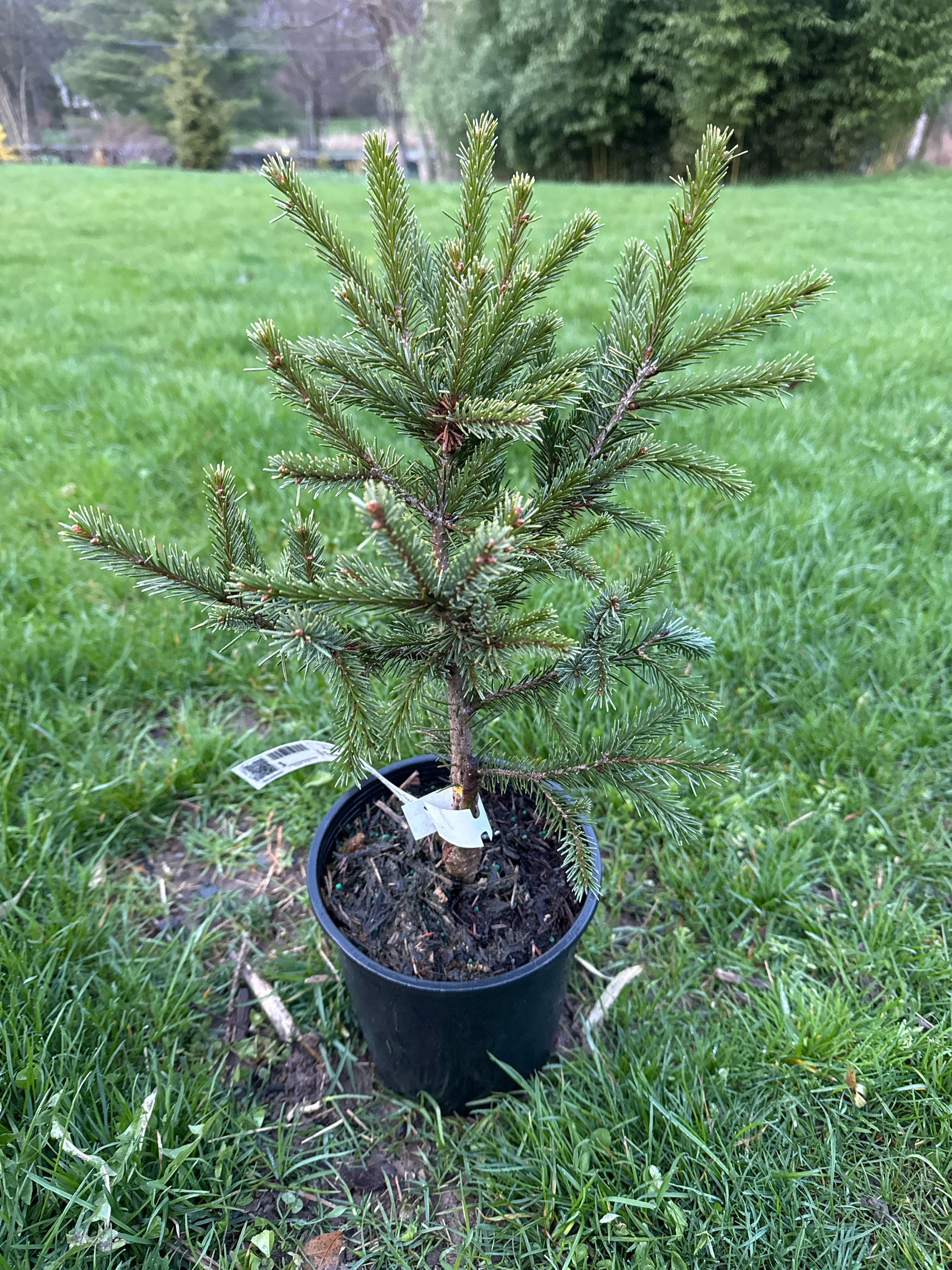Picea Breweriana 'emerald Midget' - Brewer Spruce - 10