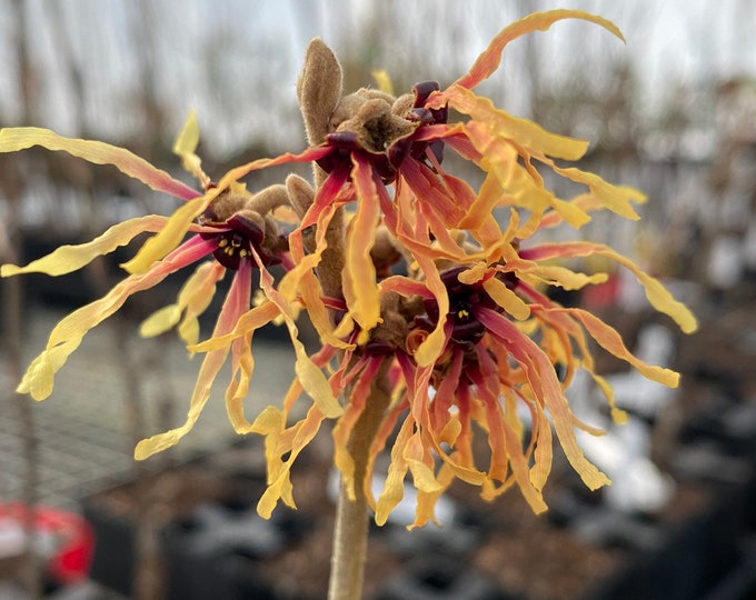 Hamamelis X Intermedia 'strawberries and Cream' Witch Etsy