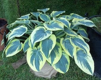 Hosta 'First Frost' #1 Division Size Starter Plant - Ships Bare Root