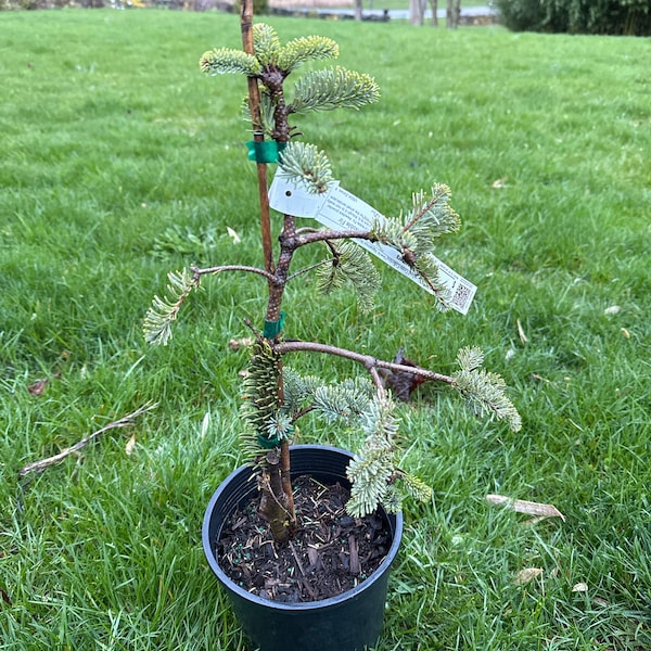 Abies procera 'Hupp's Blue' - 12" Tall - 1 Gallon Pot