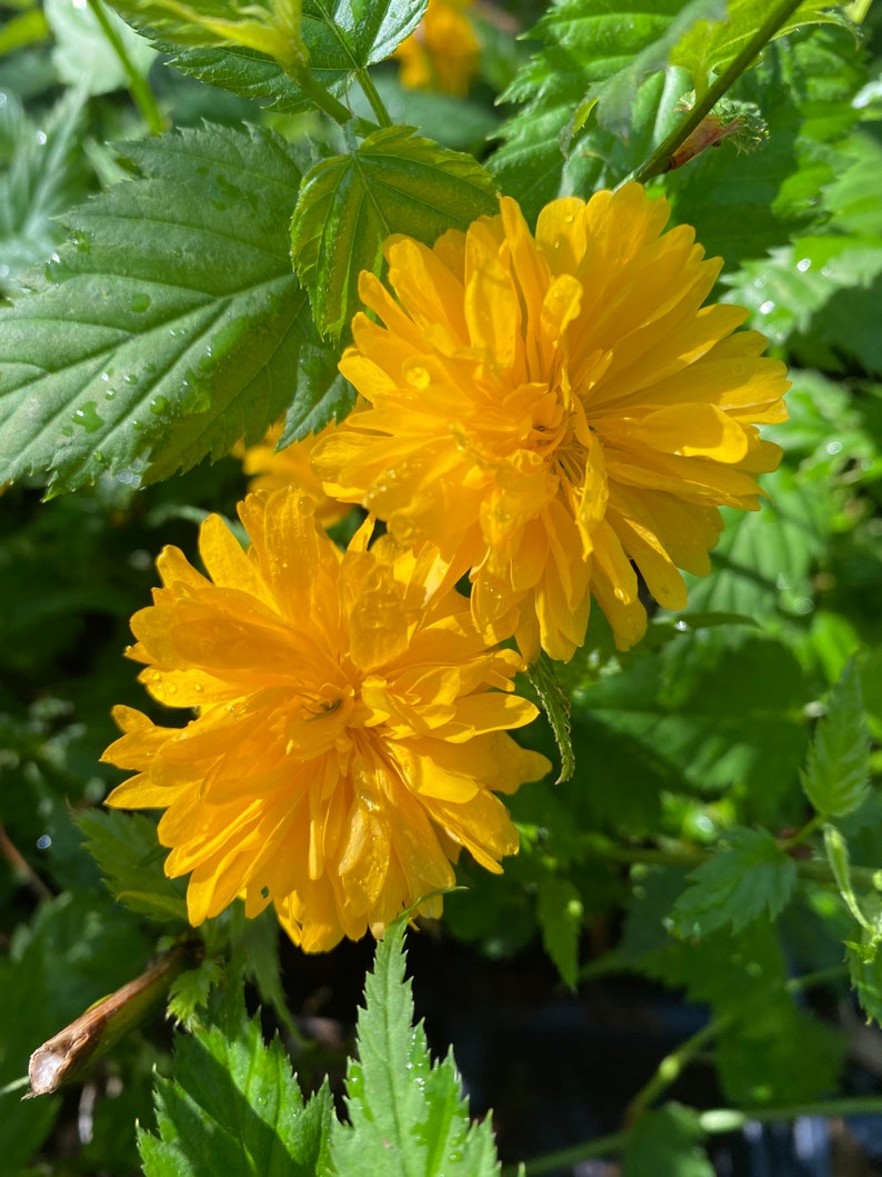 Kerria japonica 'Pleniflora' Double Flowering Japanese Kerria 4 Pot Size Live Plant image 2