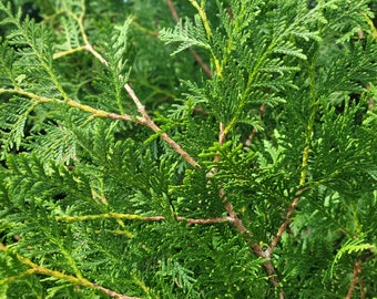 Thuja occidentalis 'Nigra' - Dark Green Arborvitae - Live Plant - Quart Pot Size