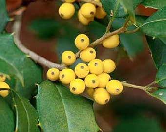 Ilex opaca 'Goldie' - Yellow Fruit American Holly - Live Plant - Quart Pot